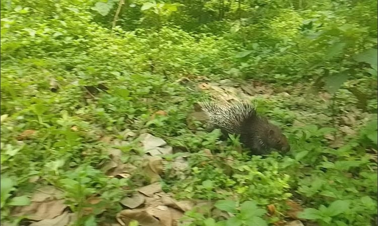 Porcupine released into Madhutila Eco Park in Sherpur