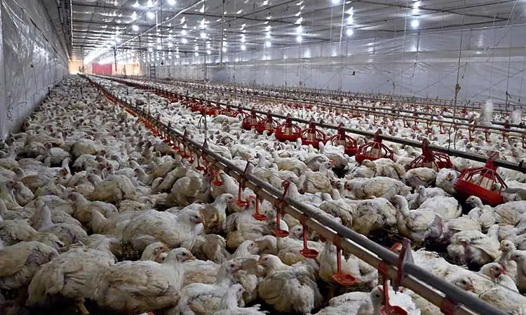 China, EU suspend Brazil chicken imports over bird flu