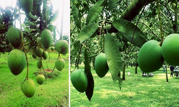 'Haribhanga' mango to hit the market from June