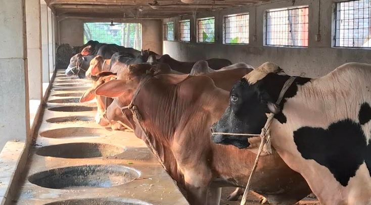 2.5 lakh sacrificial animals prepared in 18,000 farms in Jhenaidah