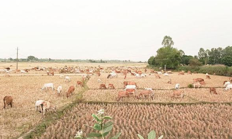 Mobile cattle farming contributes to ensure proteins in Rajshahi