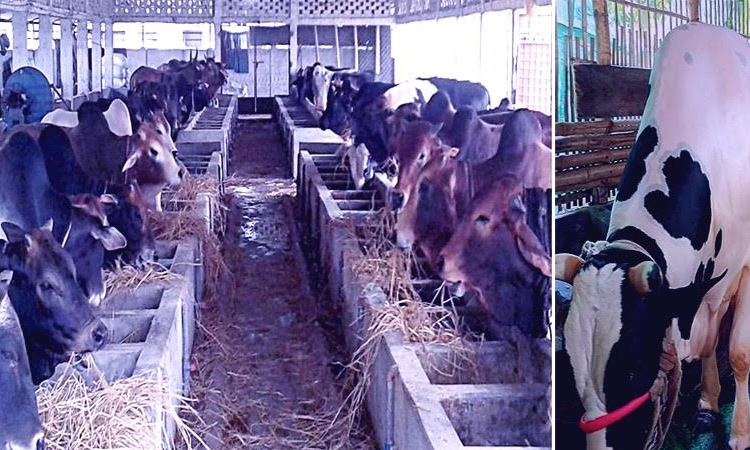 5.68-lakh surplus sacrificial animals in Rangpur division