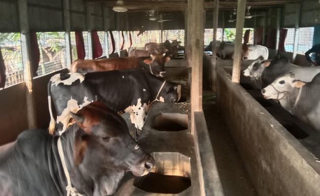 236,970 animals ready to be sacrificial in Tangail