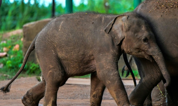 Sri Lanka train kills elephant despite new safety moves