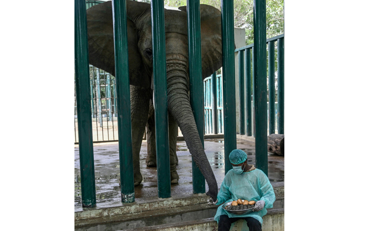 Jumbo task: 400 pills a day for elephants with TB in Pakistan