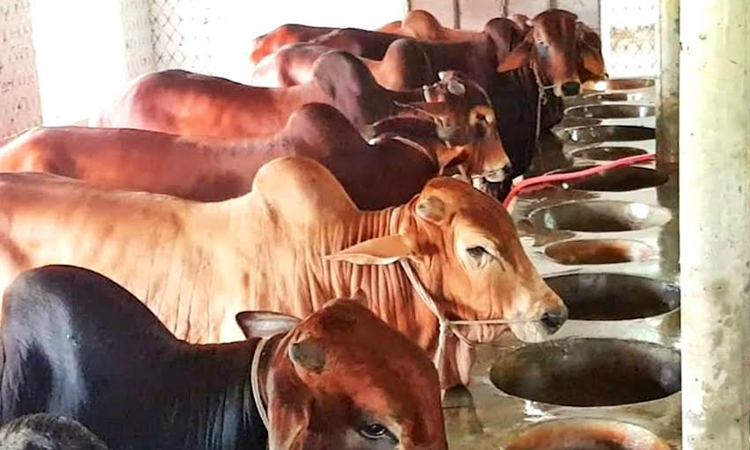 Over 1.71 lakh animal prepared for Eid-ul-Azha in Meherpur 
