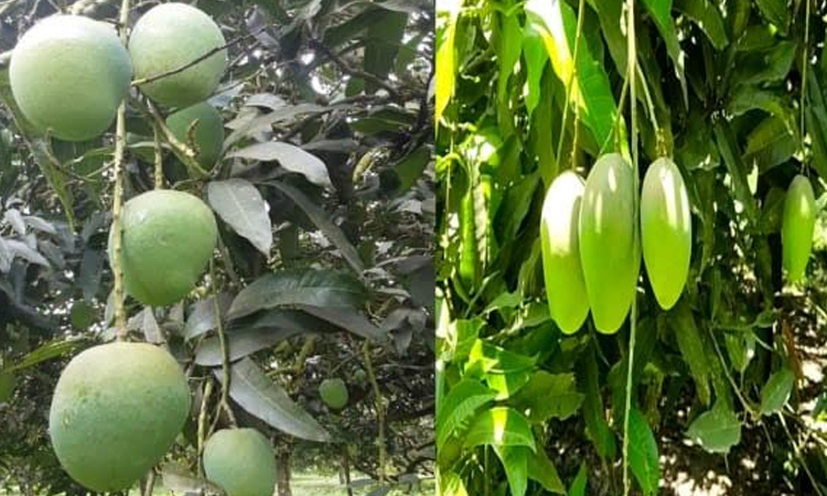 Mangoes of C'nawabganj to hit market at the end of this month