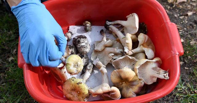 Guests died of organ failure after toxic mushroom lunch, Australian court hears