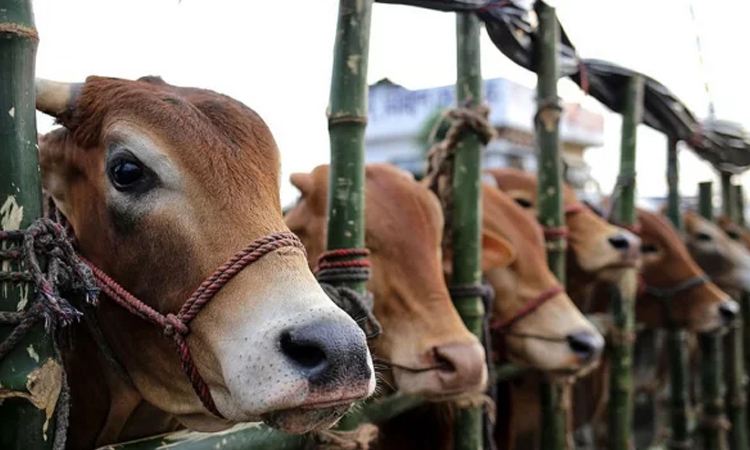 Over 8.6 lakh animal prepared for Eid-ul-Azha in Ctg