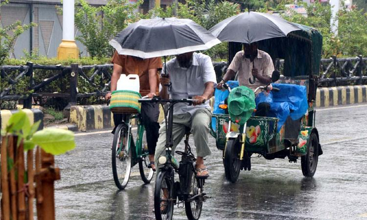 Consecutive rains benefit Rajshahi's agriculture