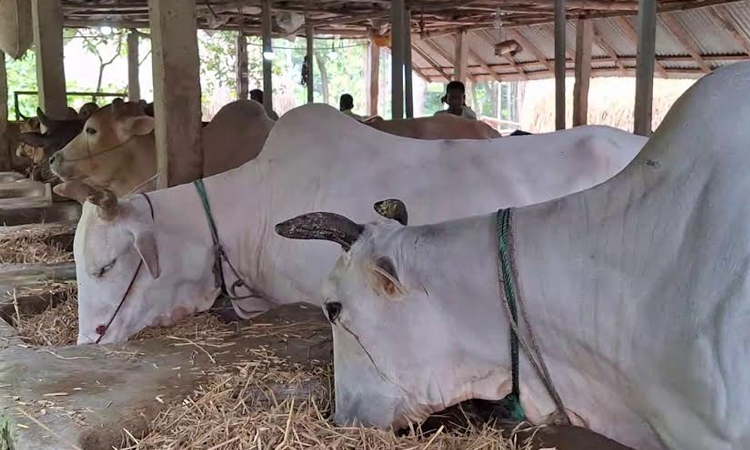 Over 1.39 lakh animal prepared in Lakshmipur for Eid-ul-Azha