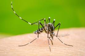 90 dengue patients hospitalized in last 24 hrs