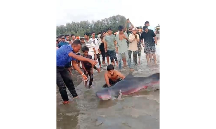 Injured Irrawaddy dolphin rescued, released into Cox's Bazar sea 