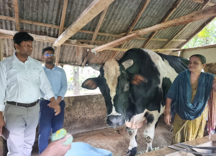 Khulna's organic cattle fattening gains momentum ahead of Eid-ul-Azha 