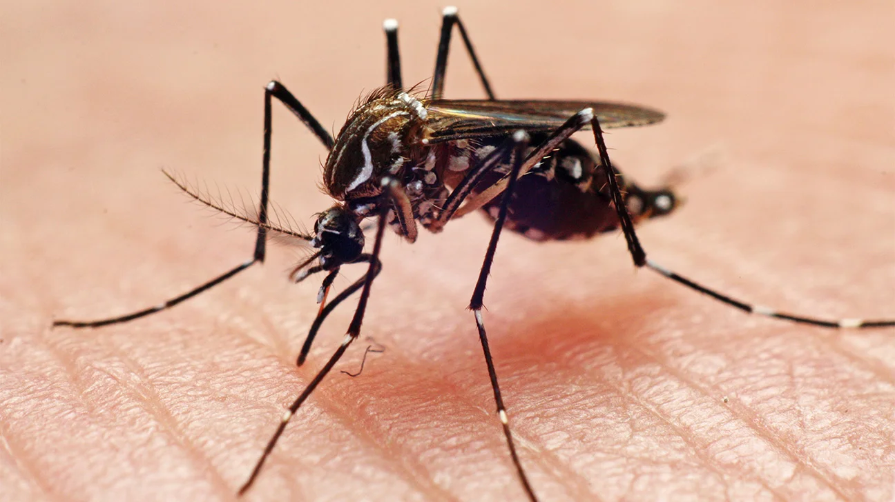 78 dengue patients hospitalized in last 24 hrs