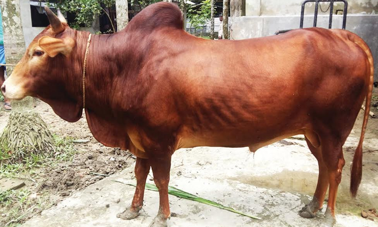 Ctg's 'Red Birish' tops the list of choices for sacrifice   