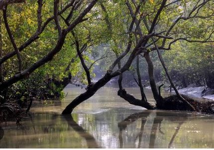 Sundarbans inundated by rain & tidal surge