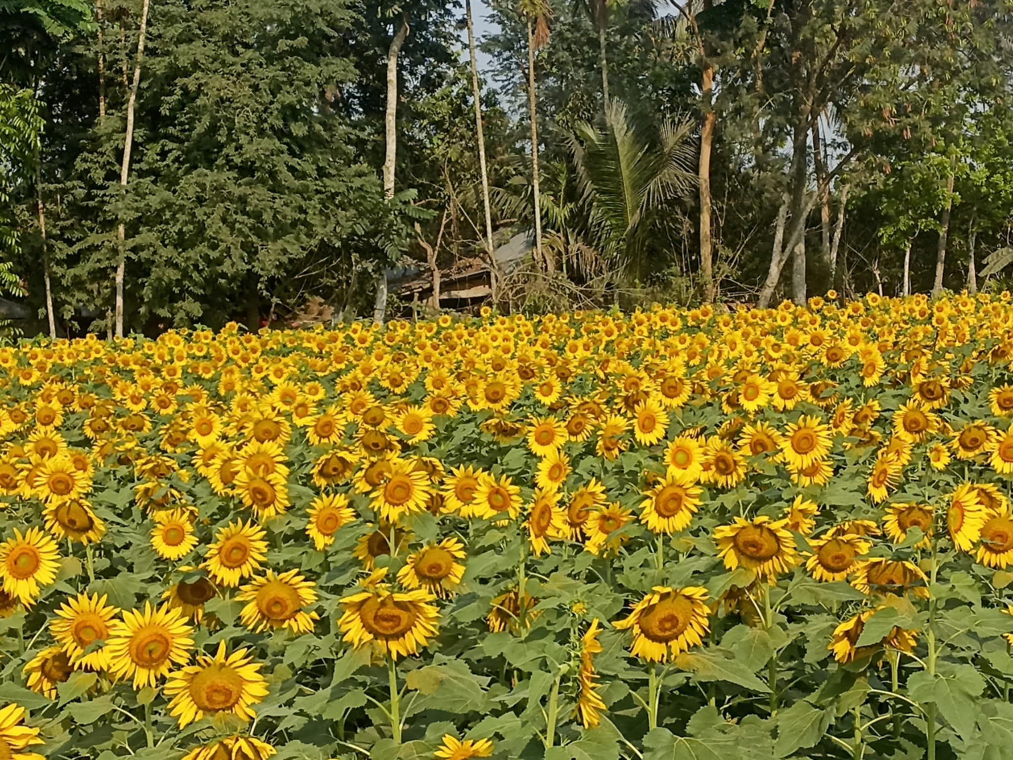 Sunflower farming gets popular in Khulna