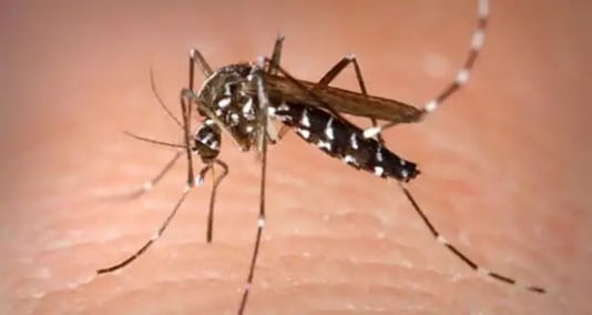22 new dengue cases reported in 24 hours