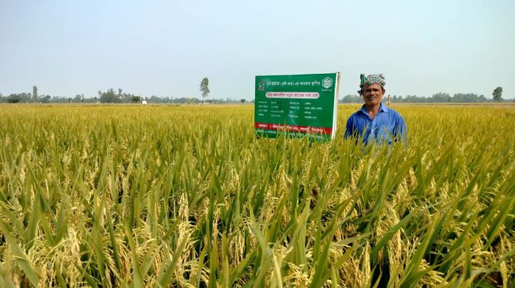 Satisfactory yield of BRRI-102 rice variety raises hope among farmers