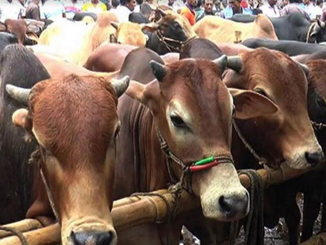 Cattles from other districts started pouring Ctg markets