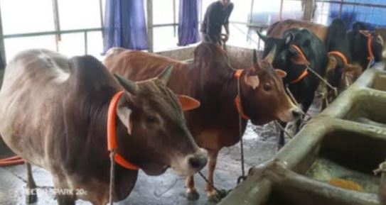 1.34 lakh animal prepared in Netrakona for Eid-ul-Azha