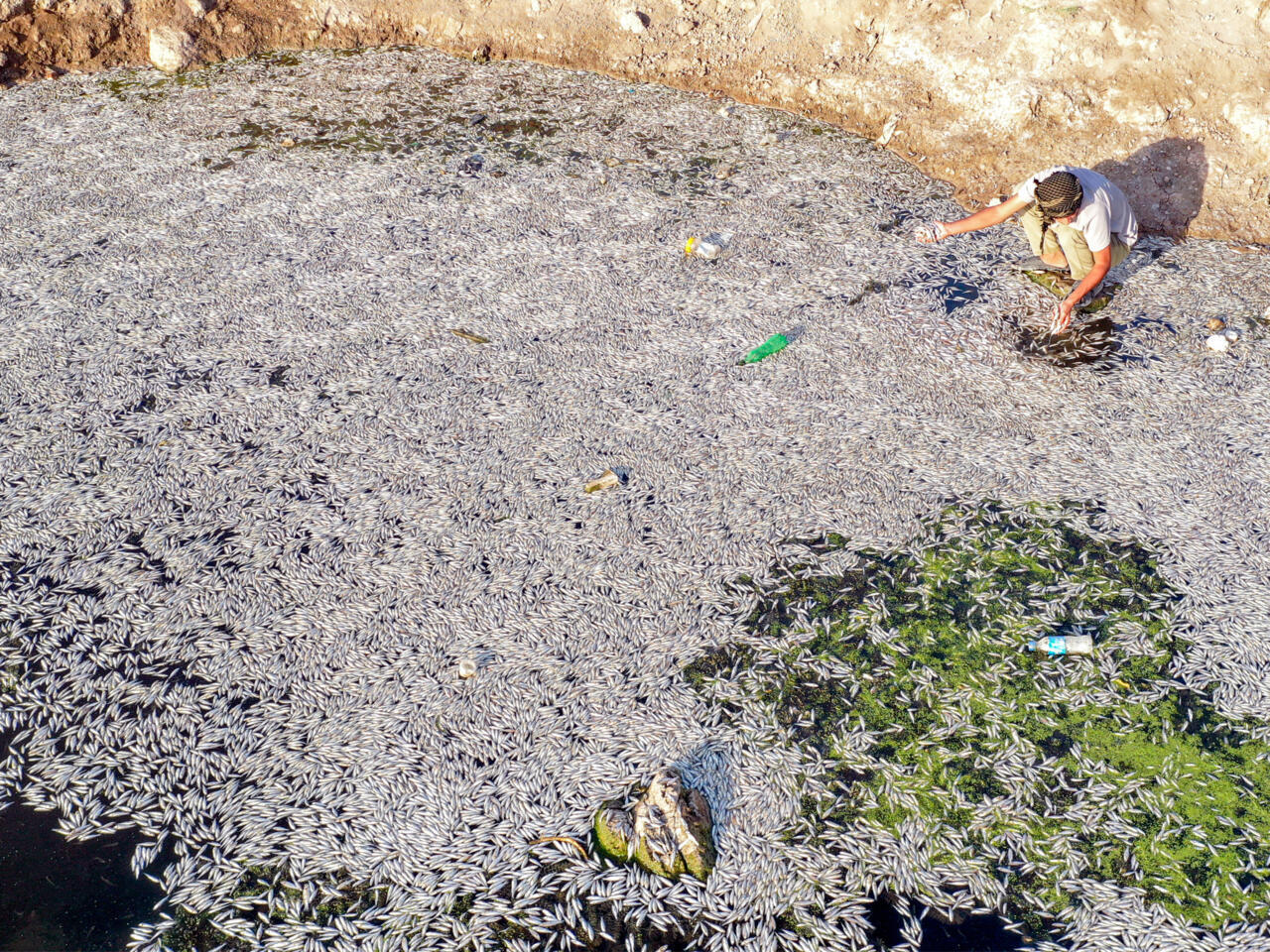 Iraq probes fish die-off in southern marshes