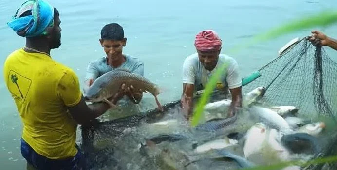 Tk3,392cr allocated for fisheries and livestock sector 