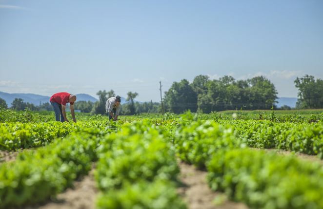 Agriculture sector gets TK 17,000 cr subsidy in proposed national budget