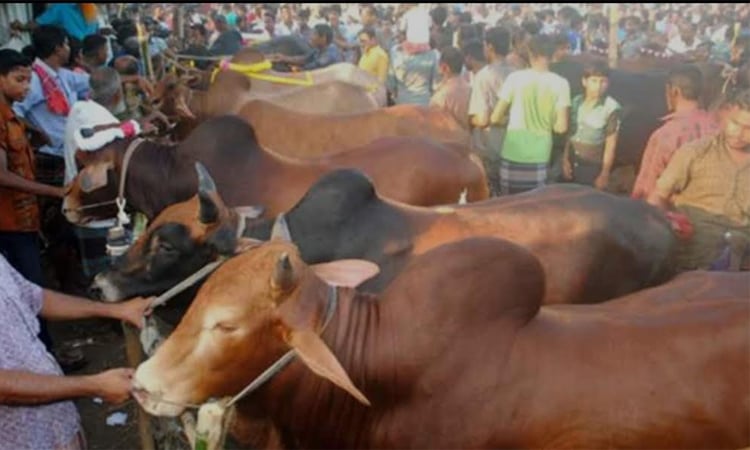 Online cattle markets gain popularity in Khulna