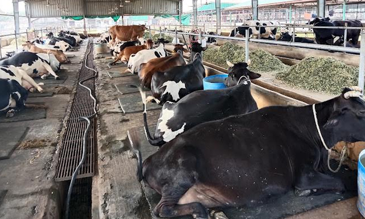 Rajshahi dairy farm sets example in modern cattle rearing