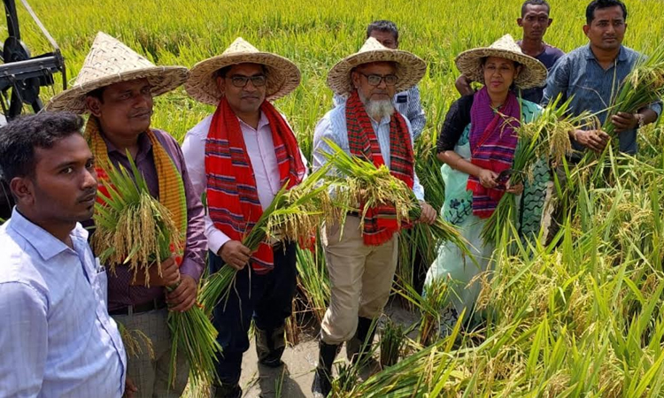 Boro rice harvesting festival held in Thakurgaon