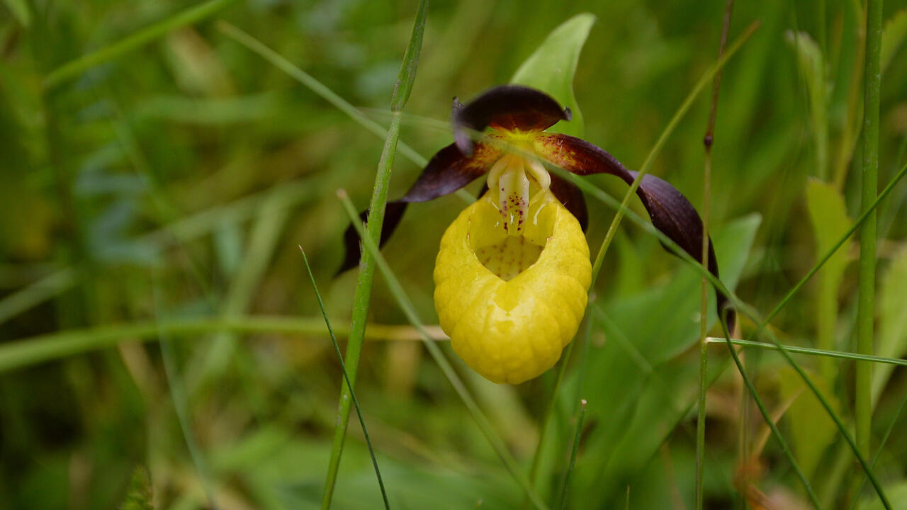 New rare wild orchid seen in UK for first time in 100 years