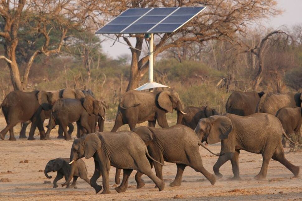 Zimbabwe to cull elephants and distribute meat to people