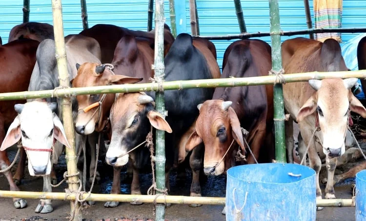 Security tightened at cattle markets in capital ahead of Eid-ul-Azha