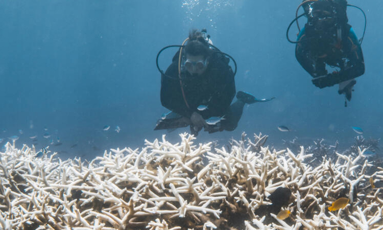 Coral frozen in time throws lifeline for Great Barrier Reef