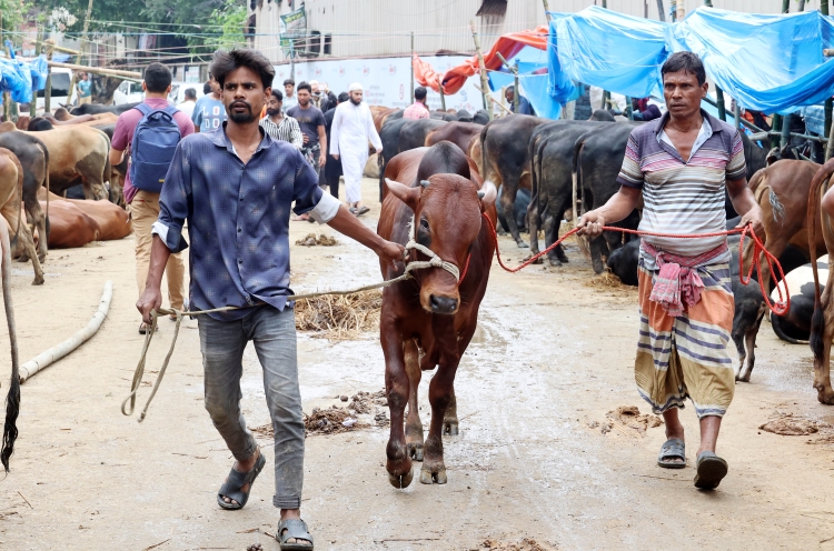 Security tightened at cattle markets in capital ahead of Eid-ul-Azha