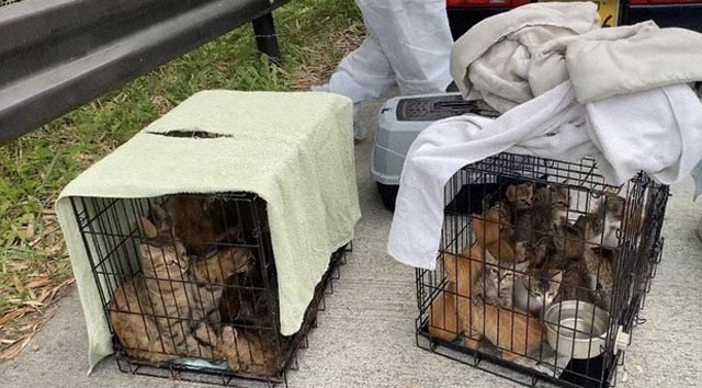 Around 100 dead cats found at Japan woman's home