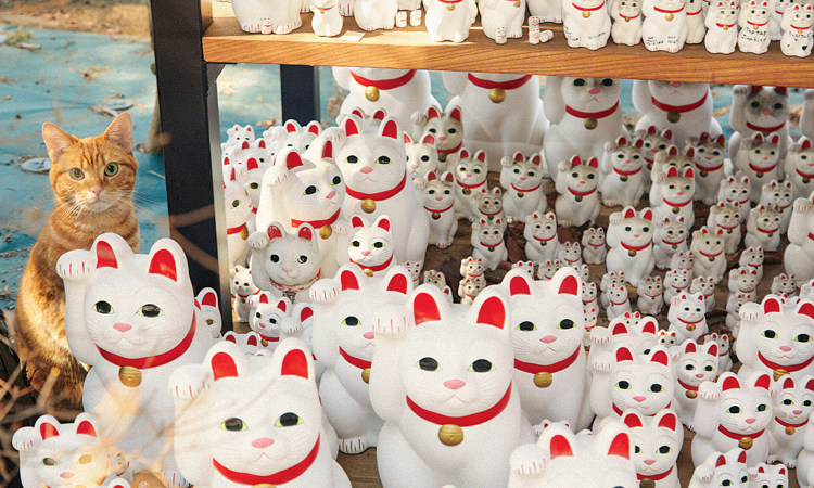 Around 100 dead cats found at Japan woman's home