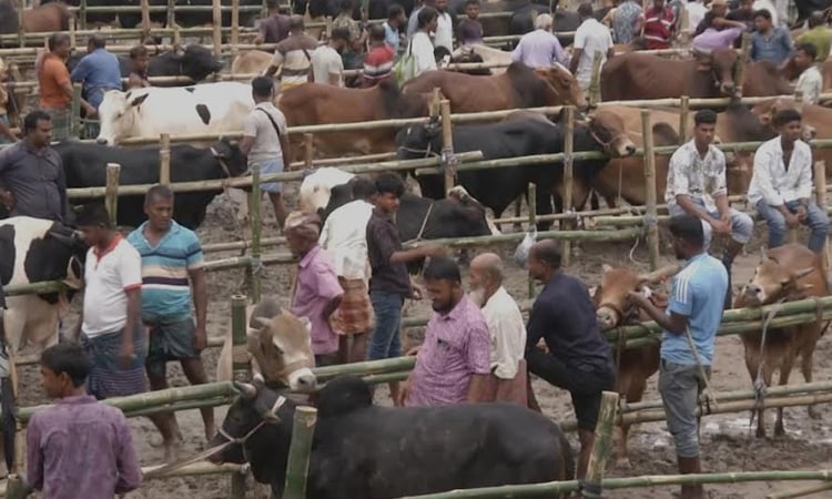 Cattle markets get momentum in Khulna