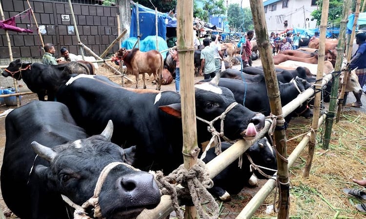Rush at capital's 22 cattle markets ahead of Eid-ul-Azha