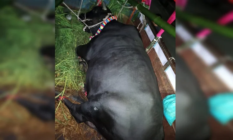 Farmer's gift elates Khaleda Zia but returns bull for his Eid celebration