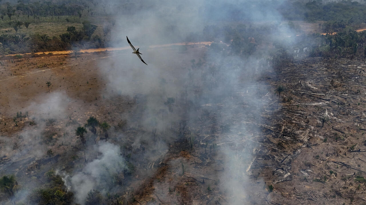 Brazil fires drive acceleration in Amazon deforestation: report