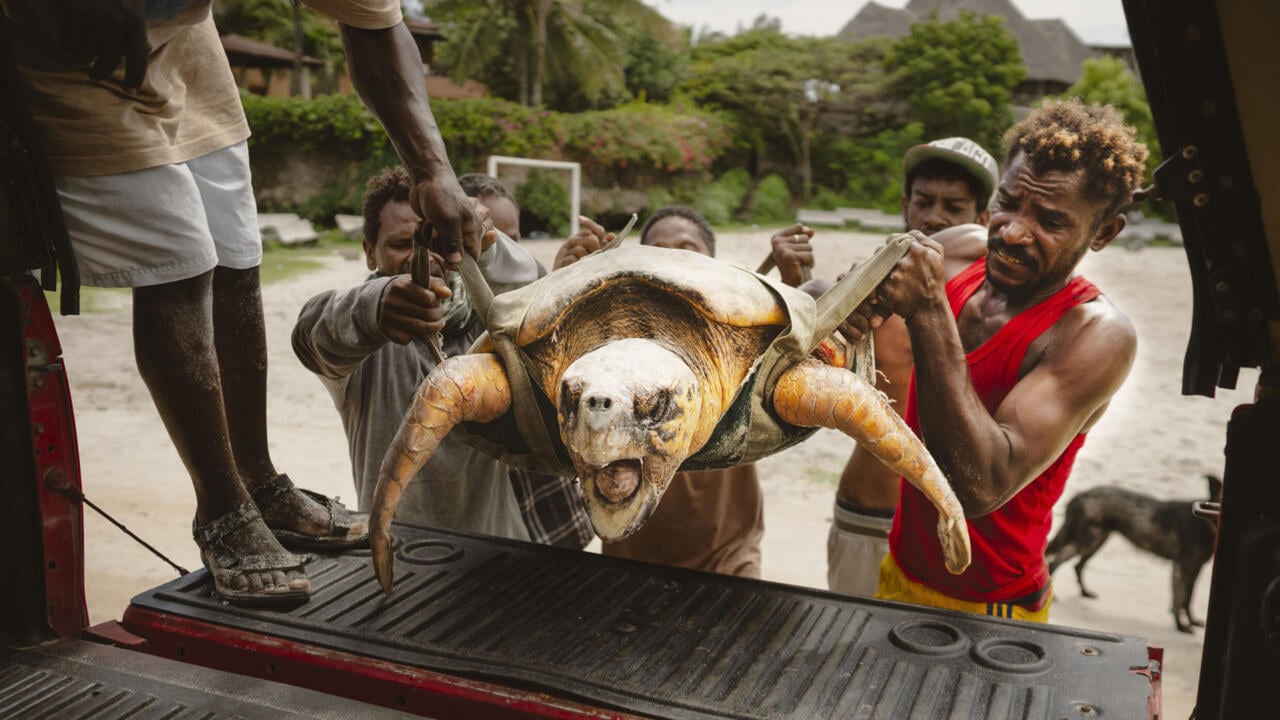 Kenya NGO saves turtles from nets, plastic and rising tides