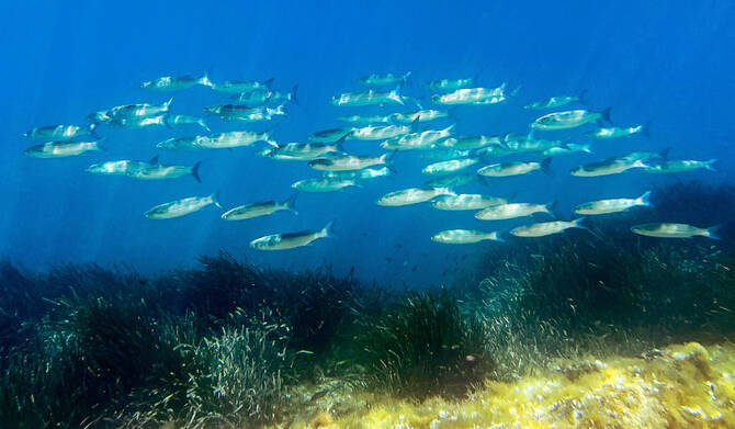 World leaders head to France for UN summit on ocean threats