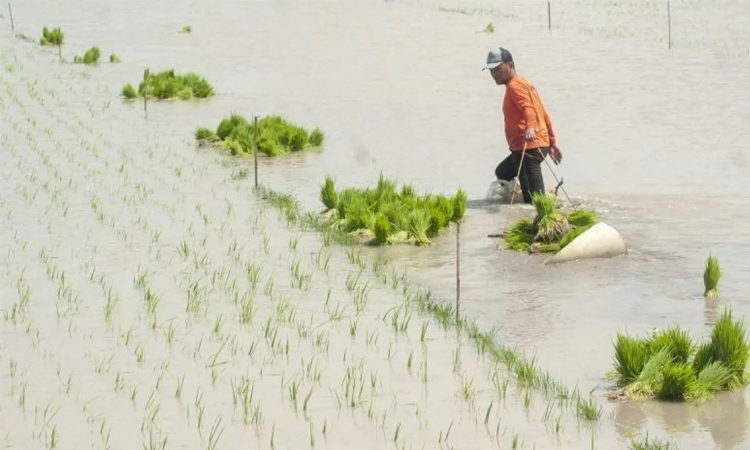 ADB, CGIAR, Gates Foundation join hands to transform rice sector