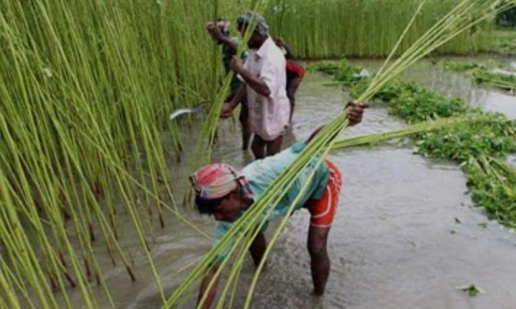 Jute harvesting in Khulna region completed