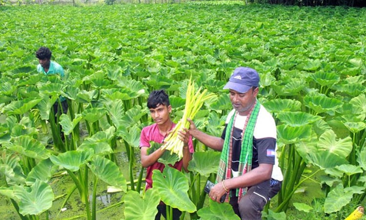 Dinajpur farmer Laju turns role model for unemployed youths 
