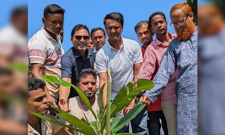 BNP, affiliated bodies carry out tree plantation campaign across country