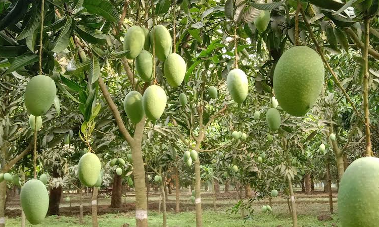 Rajshahi's mangoes go digital: youth-led online trade sees massive growth